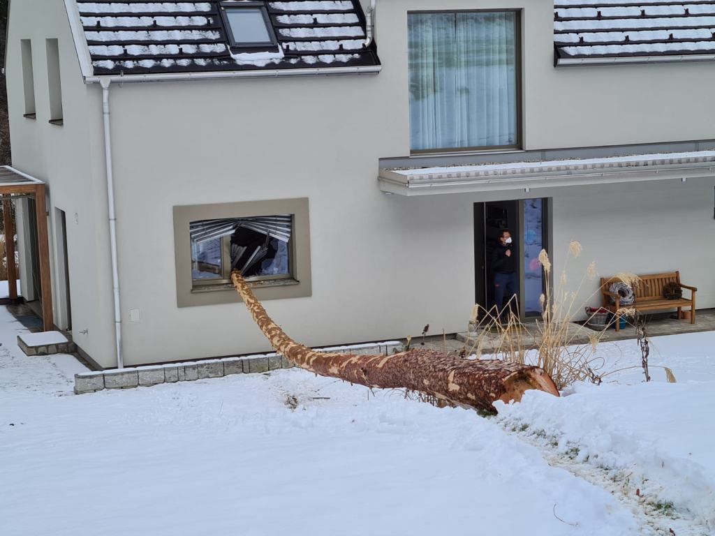 Baum bohrt sich ins Fenster